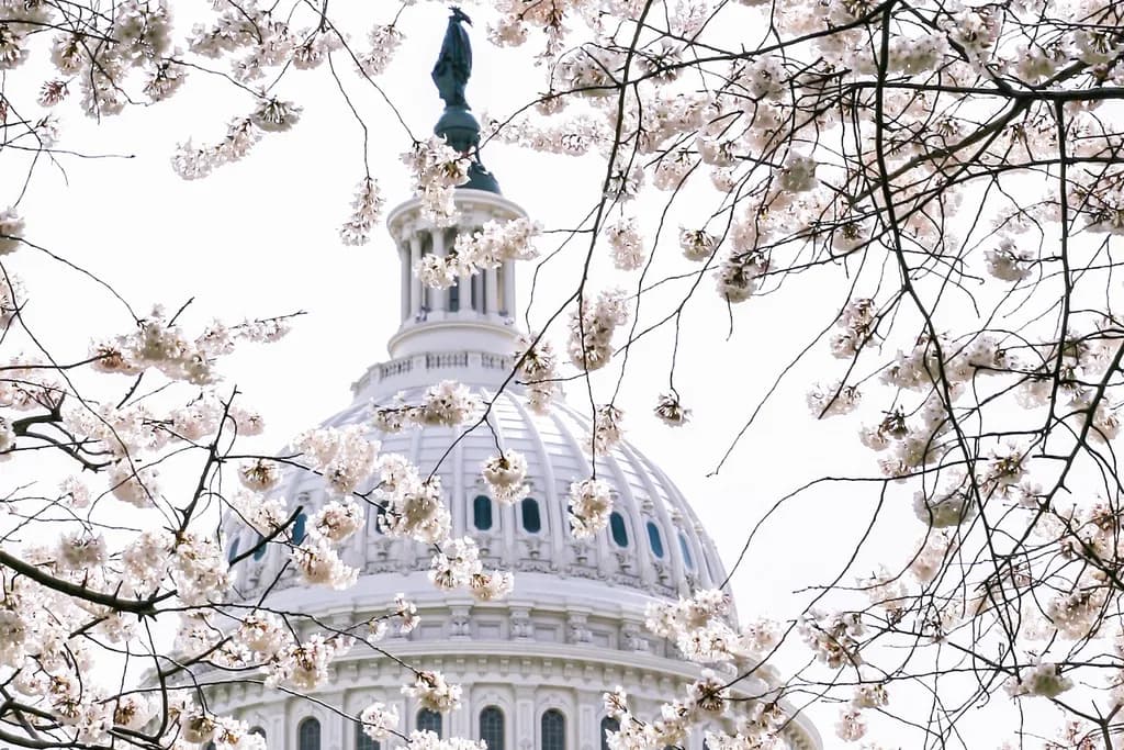 The U.S. Capitol dome framed by blooming cherry blossom branches